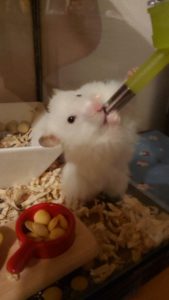 さとちゃん3